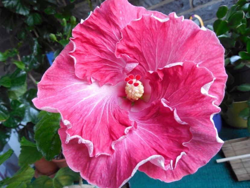 18838637_1509704872436289_437590185_o - Hibiscus Dragon_s Fire