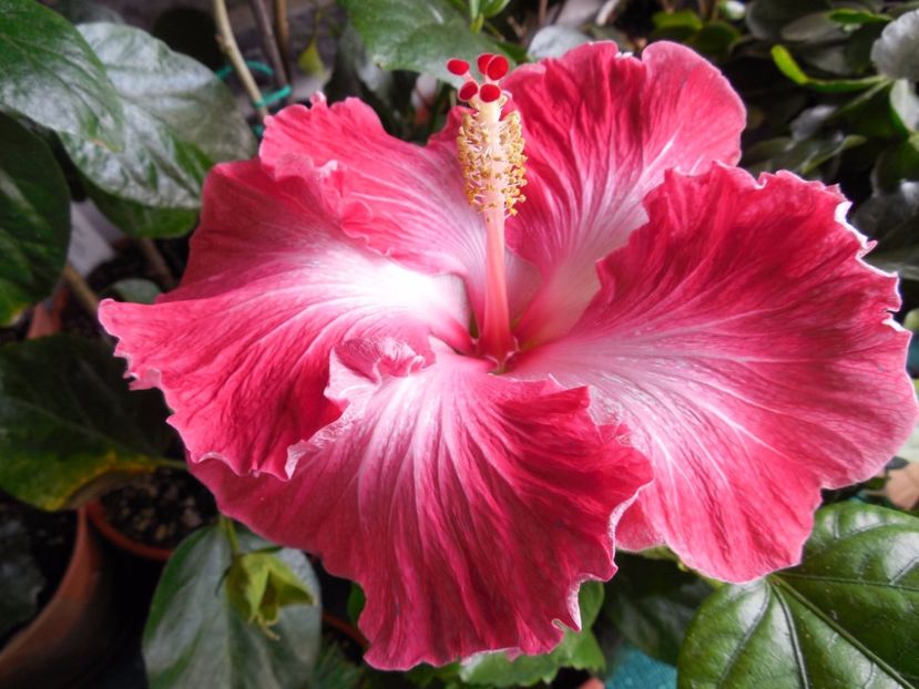 18869694_1510422072364569_463092938_o - Hibiscus Dragon_s Fire