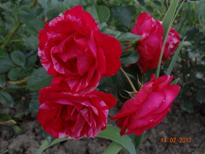 Henri Matisse - Henri Matisse