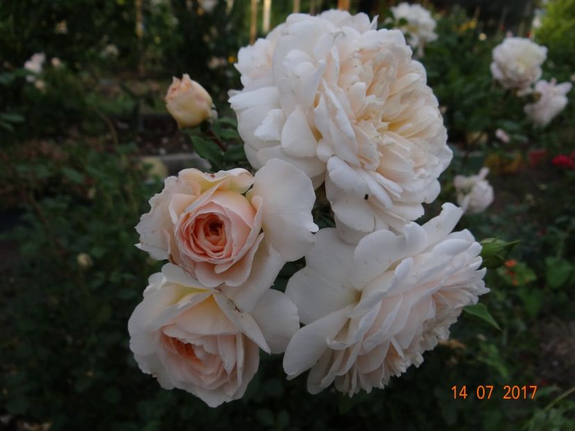 Crocus Rose - Crocus Rose -AGM