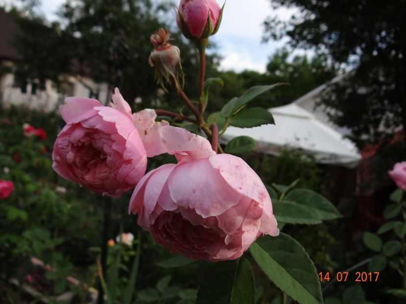The Alnwick Rose - The Alnwick Rose