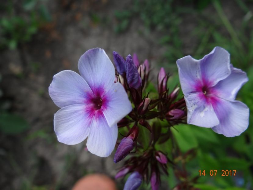 ma felicit pentru achizitie :)) - Iulie