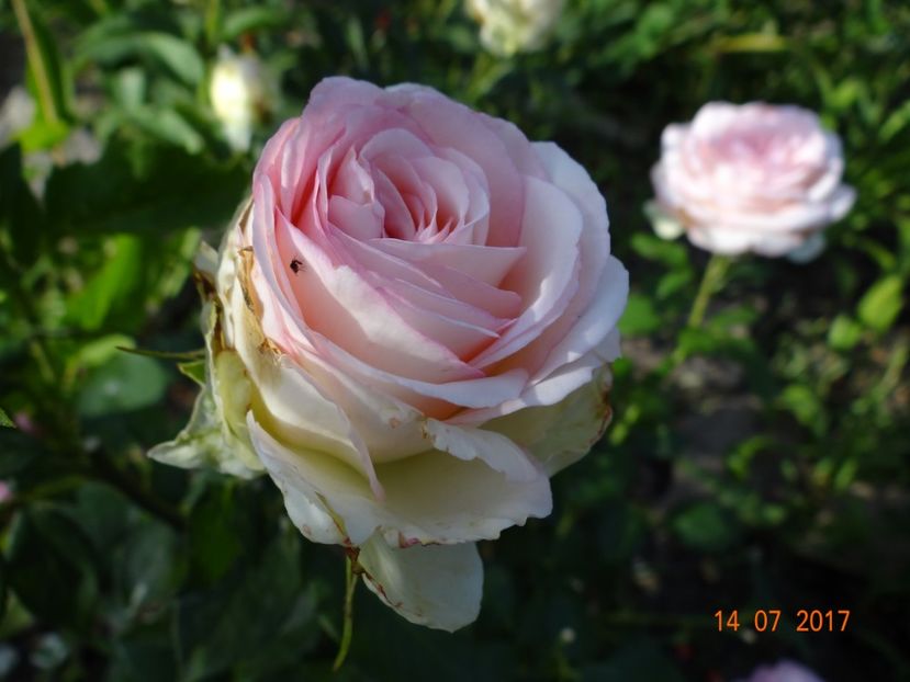  - Biedermeyer Garden