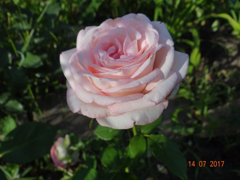  - Biedermeyer Garden