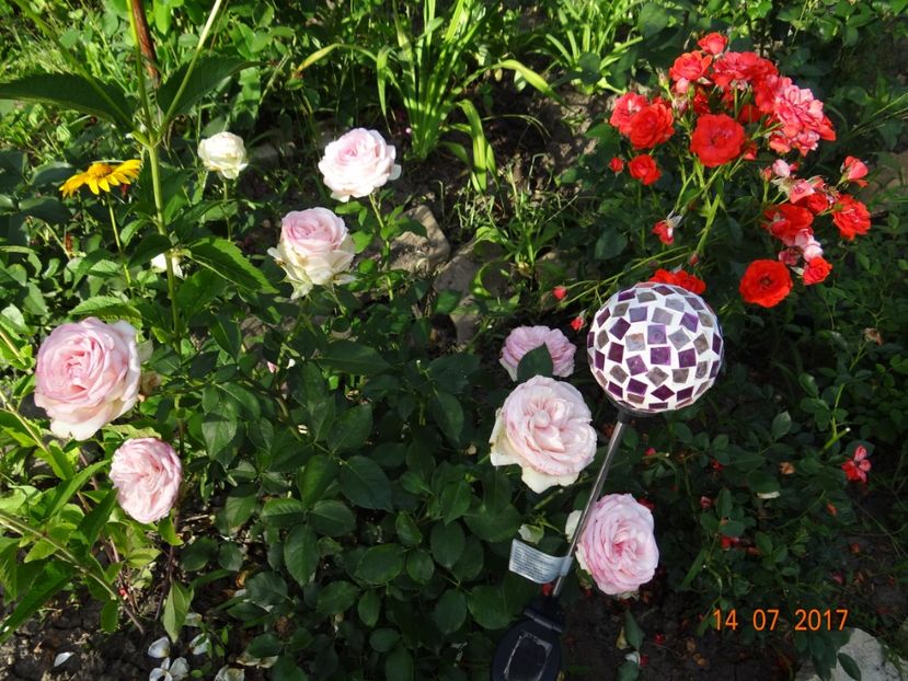  - Biedermeyer Garden