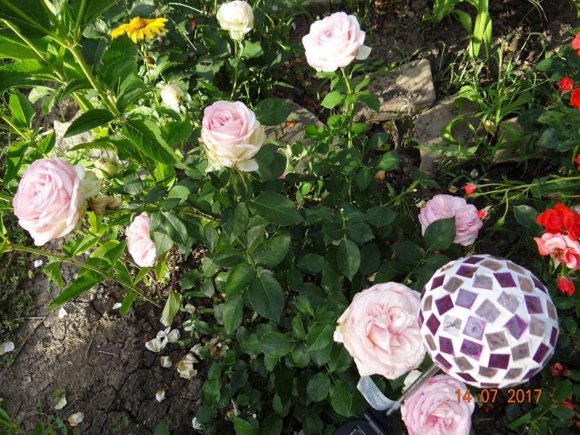 Biedenmeyer - Biedermeyer Garden