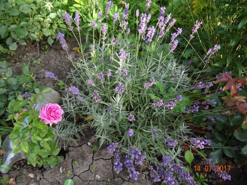 puiutul de Claire Marshall - Iulie