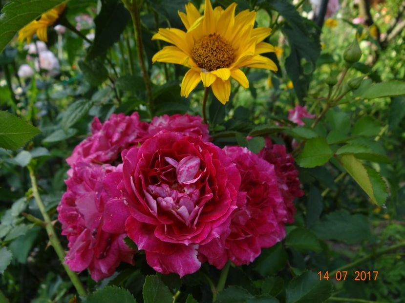 Let's Celebrate - Iulie