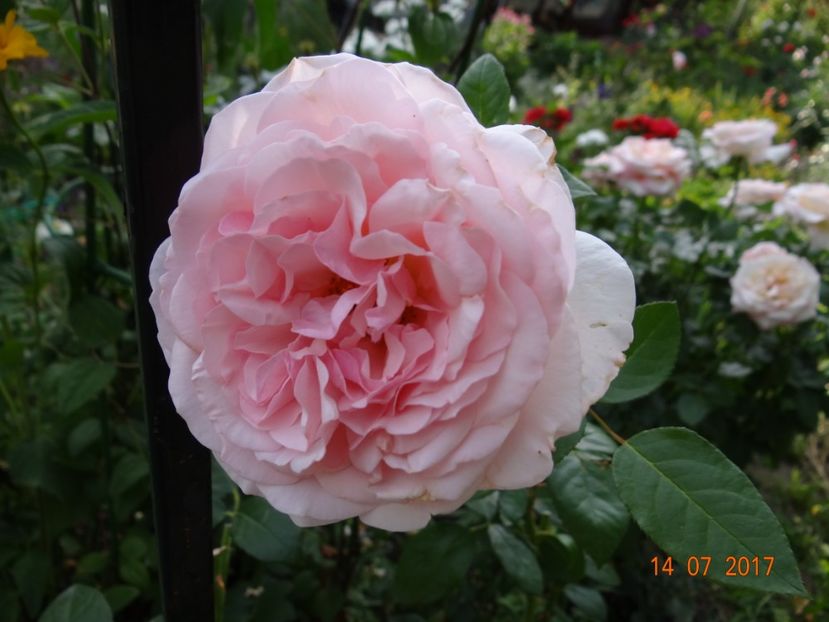 Alexandra of Luxemburg - Iulie