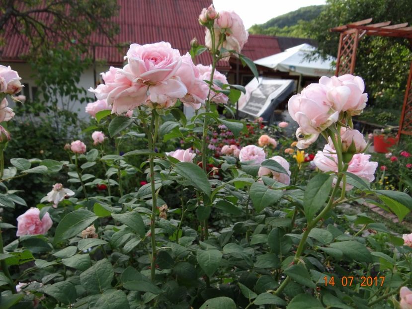 Eglantine - Eglantyne
