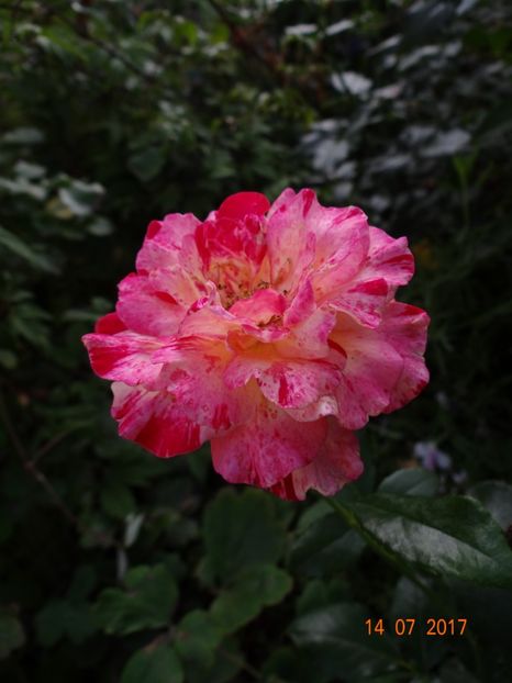 Camille Pisaro - Iulie