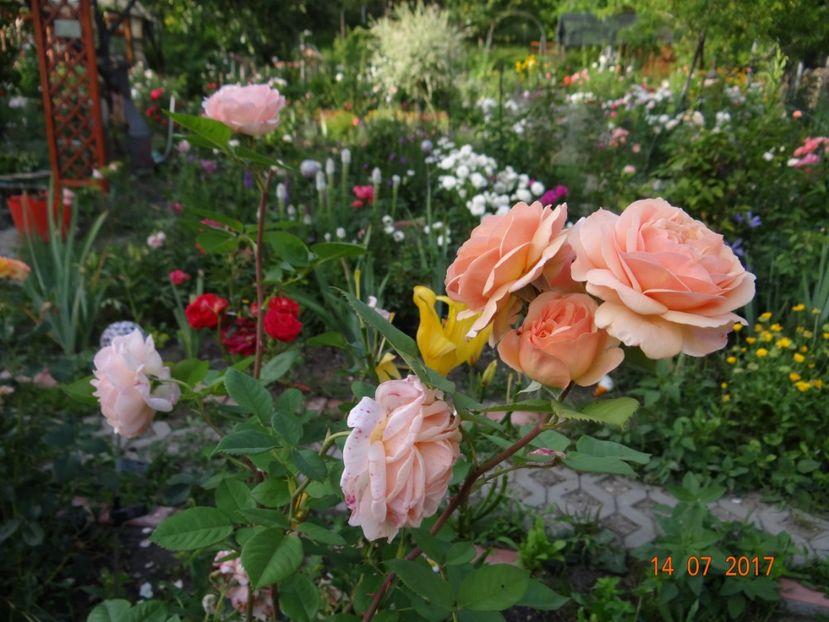 Charles Austin - Charles Austin