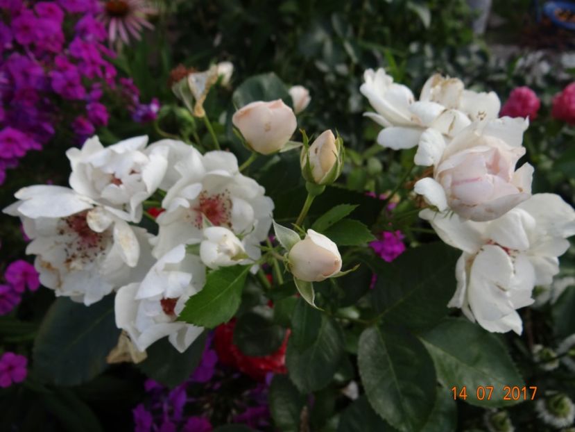  - Jacqueline du Pre -AGM