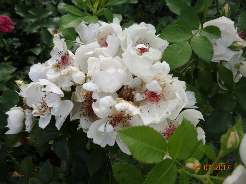 du Pre - Jacqueline du Pre -AGM