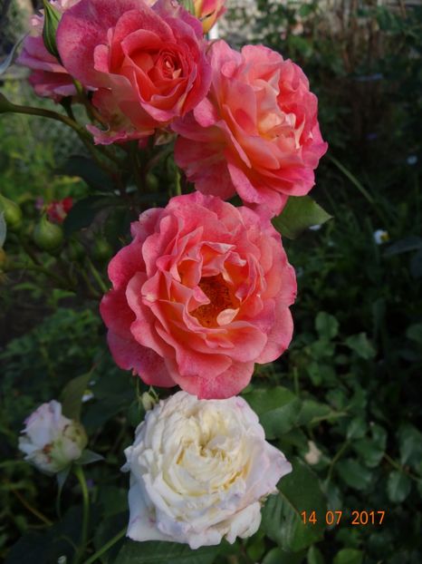 Michelle Bedrossian - Iulie