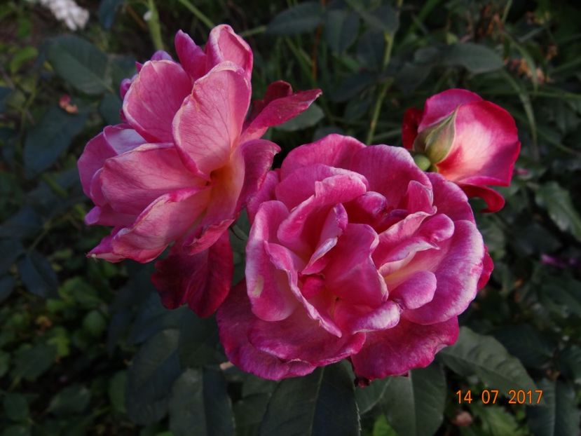 Diabless des Mers - Iulie