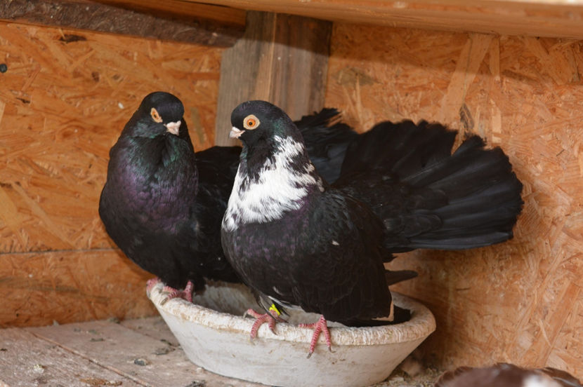 turci - Negri turci 2017