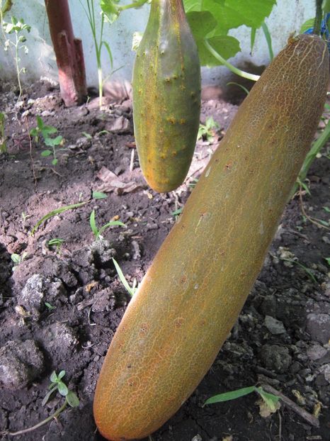  - A-A Gradina de legume -fructe-plante aromatice si medicinale 2017