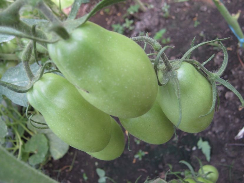  - A-A Gradina de legume -fructe-plante aromatice si medicinale 2017
