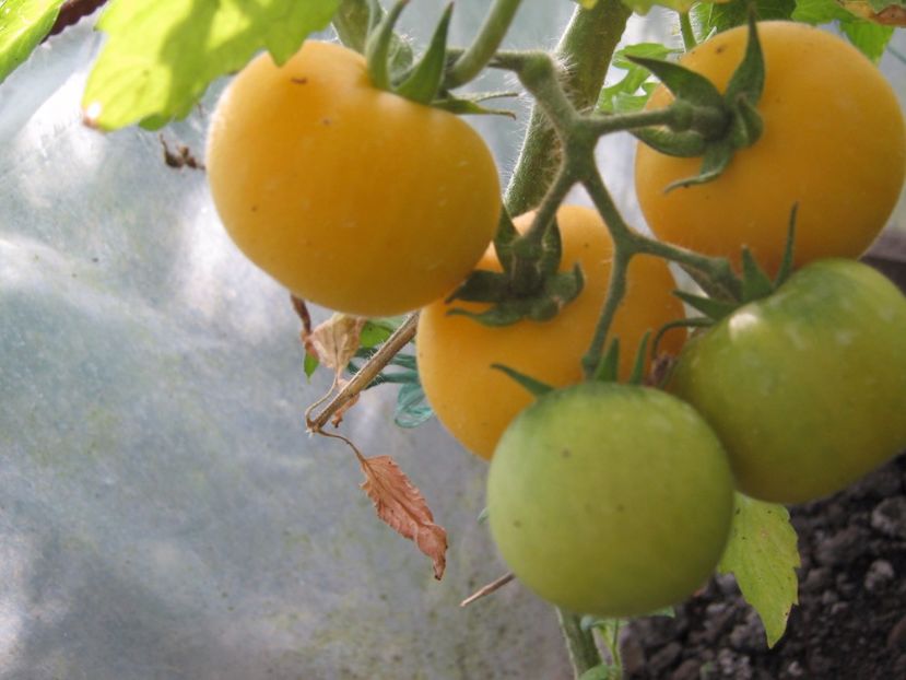  - A-A Gradina de legume -fructe-plante aromatice si medicinale 2017