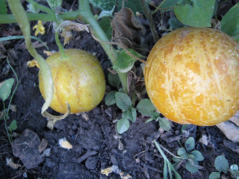 castravete lemon - A-A Gradina de legume -fructe-plante aromatice si medicinale 2017