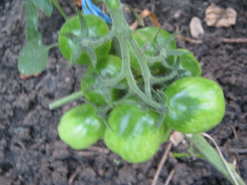  - A-A Gradina de legume -fructe-plante aromatice si medicinale 2017