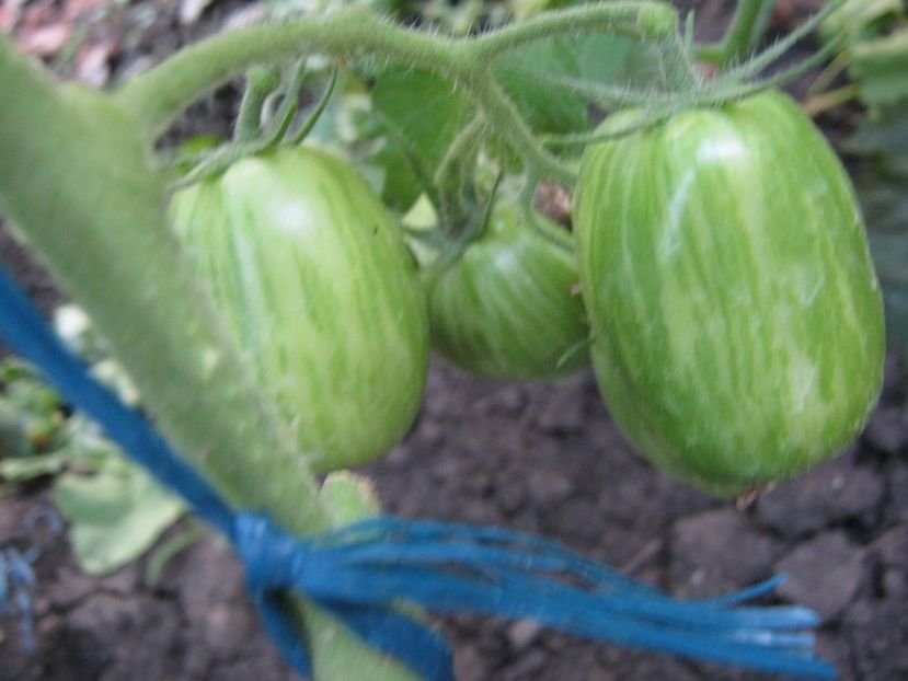  - A-A Gradina de legume -fructe-plante aromatice si medicinale 2017