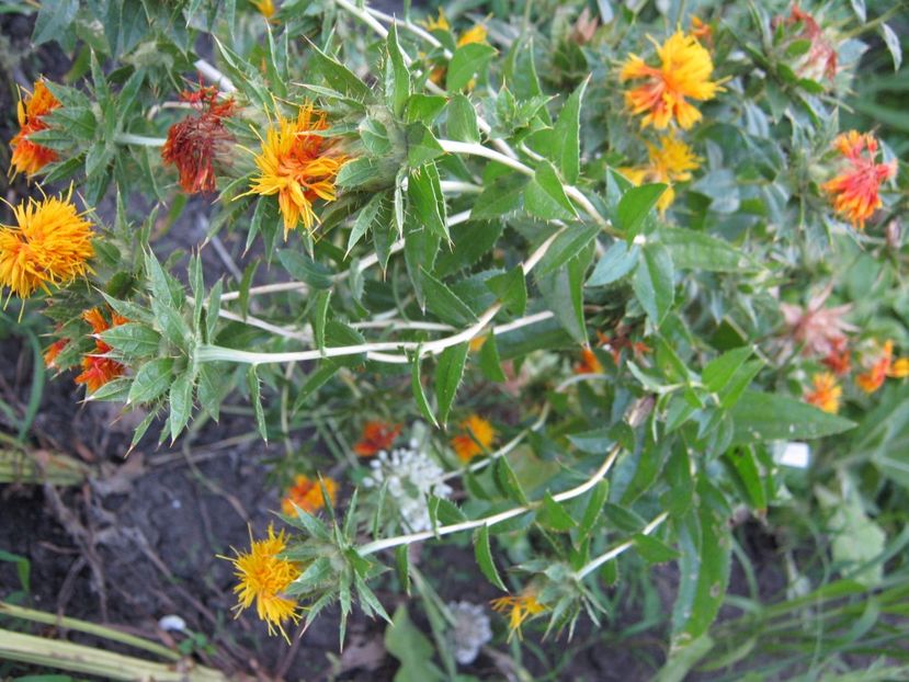 sofranel - A-A Gradina de legume -fructe-plante aromatice si medicinale 2017