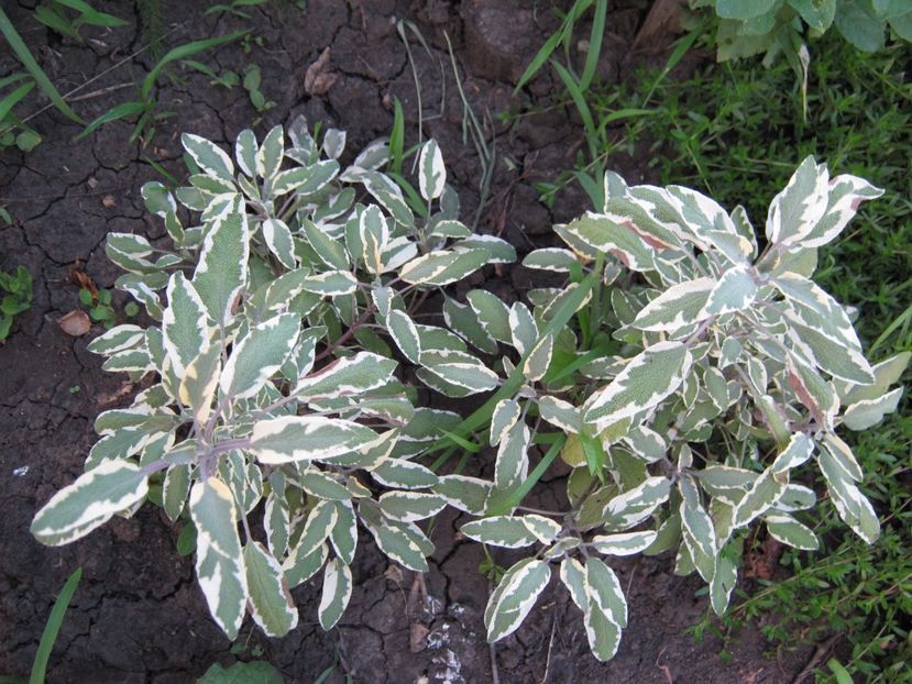 salvie vareigata - A-A Gradina de legume -fructe-plante aromatice si medicinale 2017