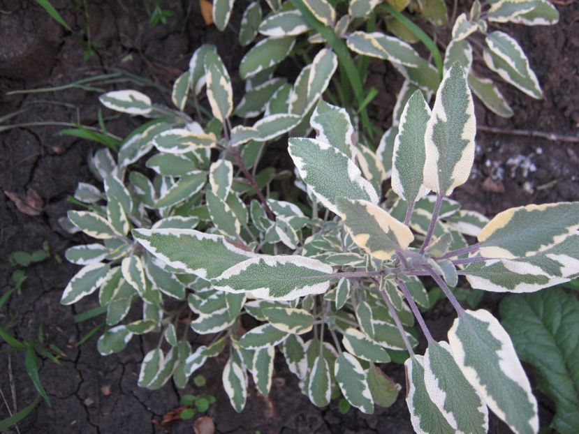  - A-A Gradina de legume -fructe-plante aromatice si medicinale 2017