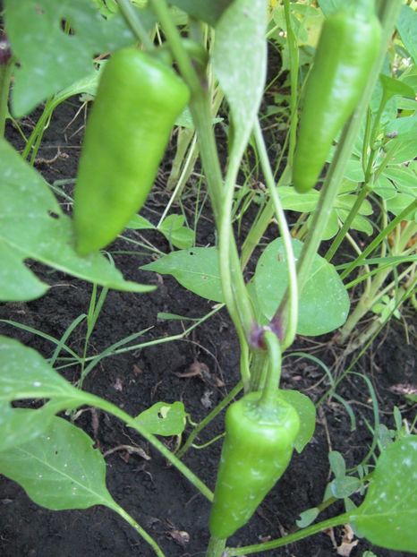  - A-A Gradina de legume -fructe-plante aromatice si medicinale 2017