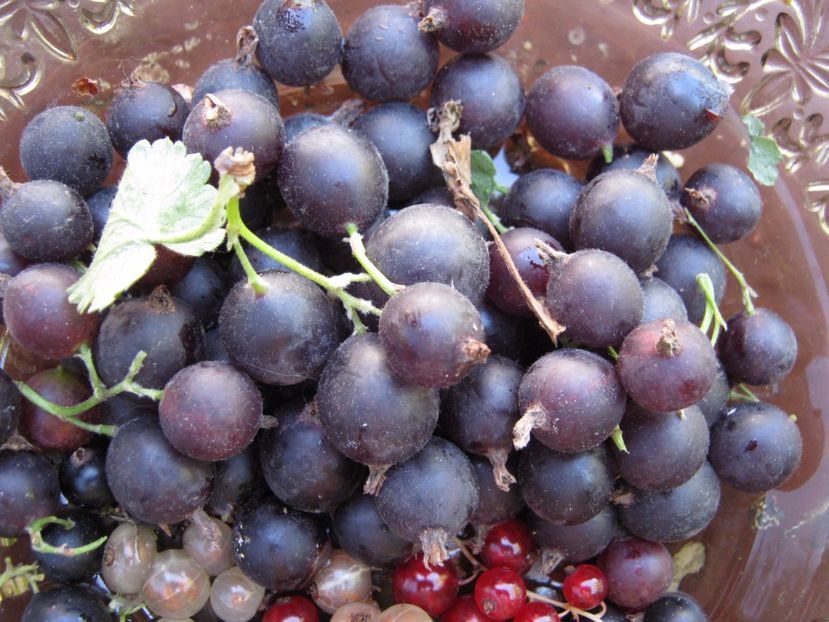 josta - A-A Gradina de legume -fructe-plante aromatice si medicinale 2017