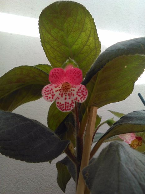 Evil Storm - KOHLERIILE MELE 2017