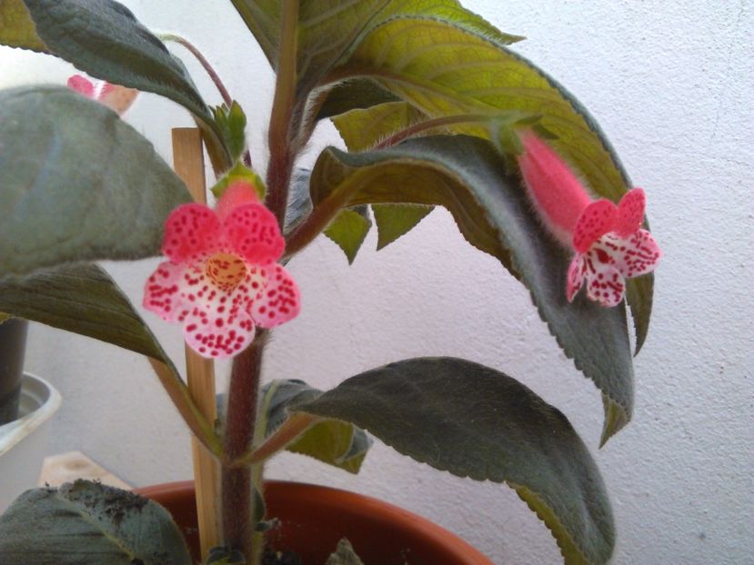 Evil Storm - KOHLERIILE MELE 2017