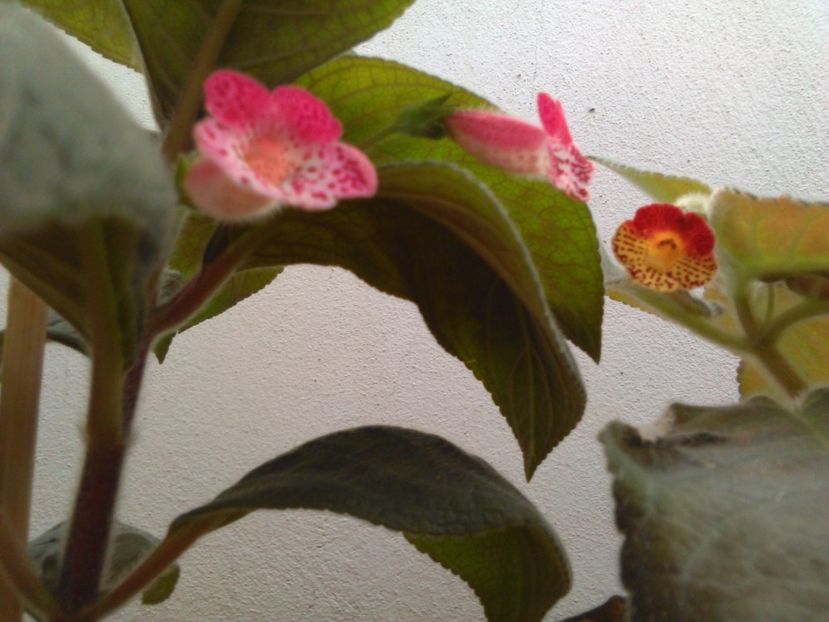 Evil Storm - KOHLERIILE MELE 2017