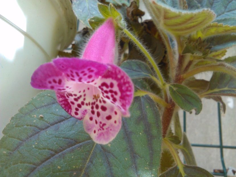 Marta - KOHLERIILE MELE 2017