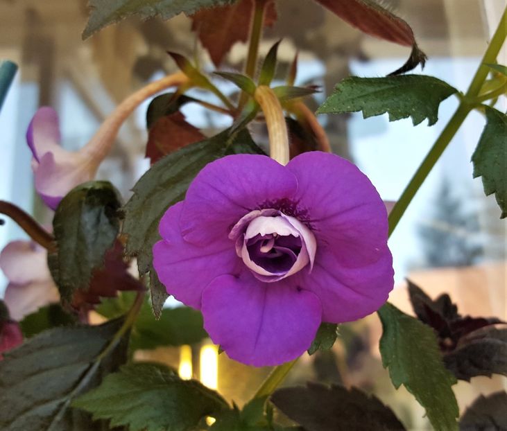 Illya Melnyk - Achimenes