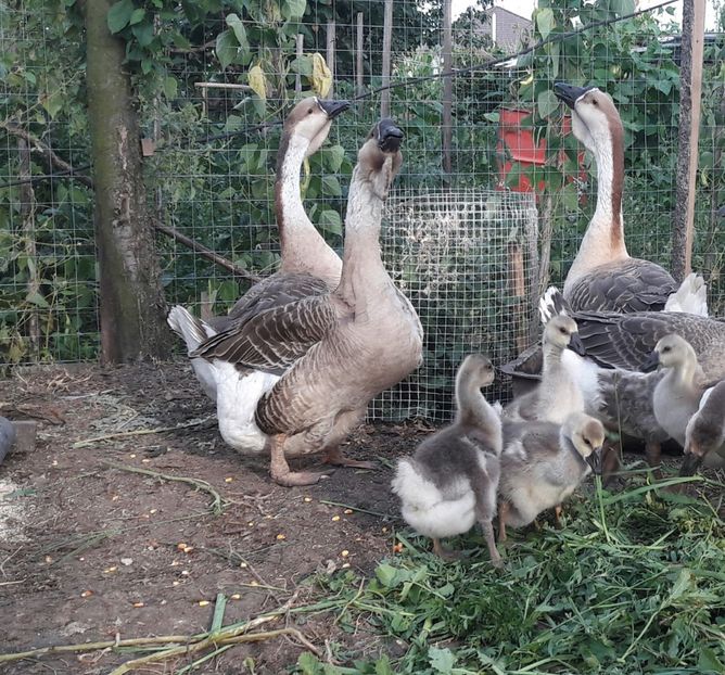  - 3 Boboci de gasca Africana 2017