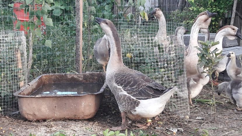  - 3 Boboci de gasca Africana 2017