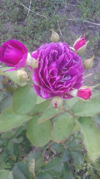  - Trandafiri și crini 15 iulie 2017