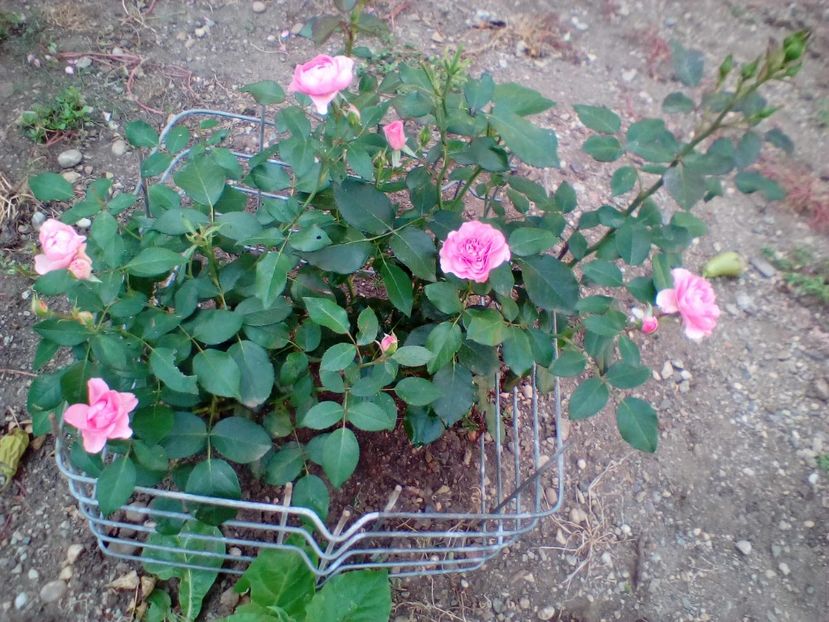 15 07 2017 - I am grateful