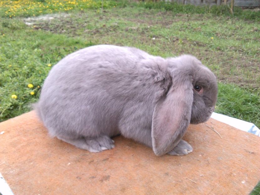  - A BERBEC GERMAN M2