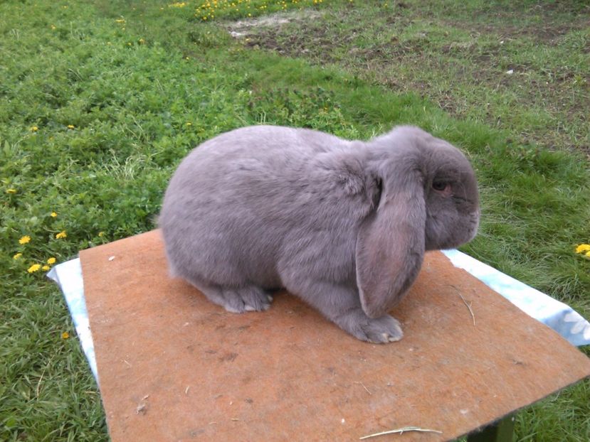  - A BERBEC GERMAN M2