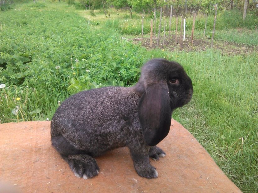  - A BERBEC GERMAN M5