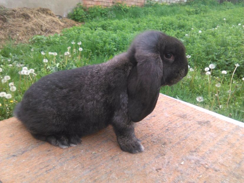  - A BERBEC GERMAN M5