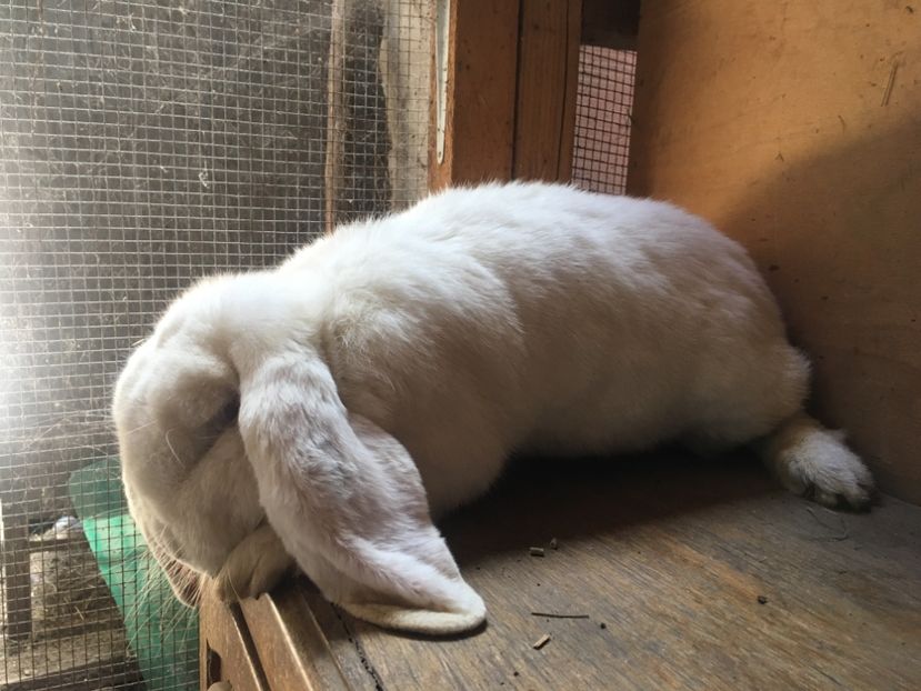 DE VANZARE! - F Femela 6 Alb DE VANZARE!!!