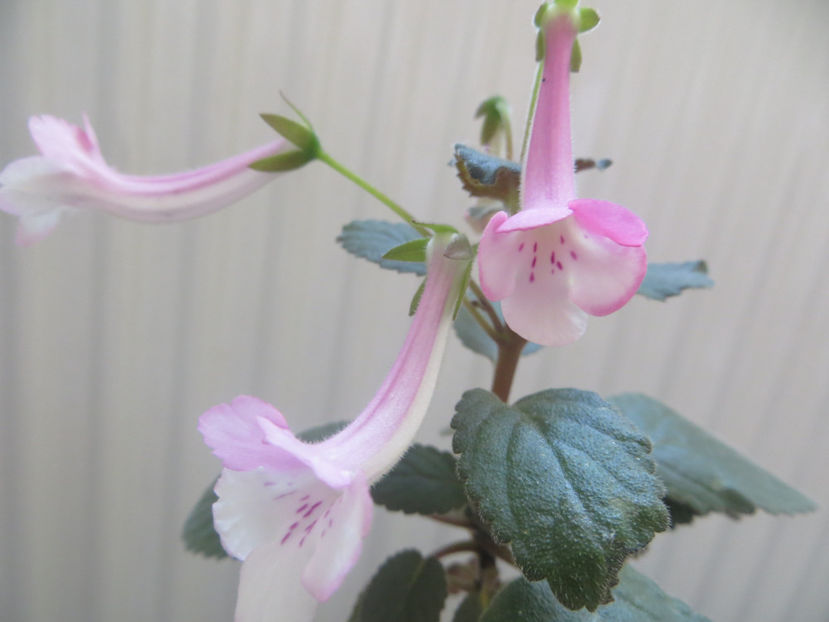  - mini sinningii 2017