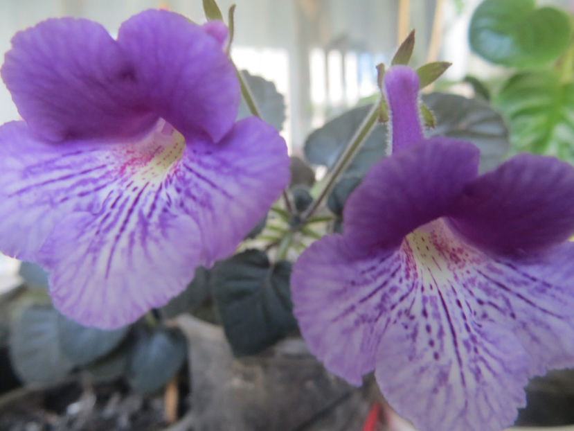  - mini sinningii 2017