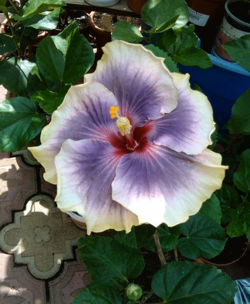  - Hibiscus Tahitian Taui