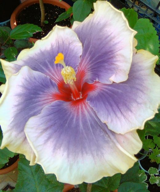  - Hibiscus Tahitian Taui